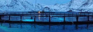 Maximise fish production with LED lighting
