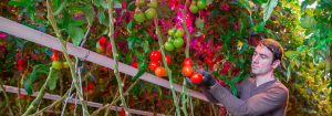 Philips GreenPower LED interlighting system