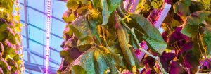 LED lights for growing vegetables
