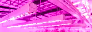 Vertical farming LED lights