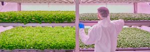How to start vertical farming