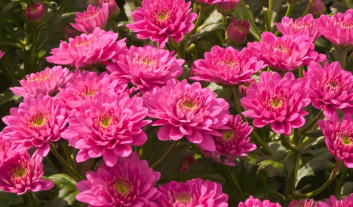 How LED grow lights deliver stunning chrysanthemums