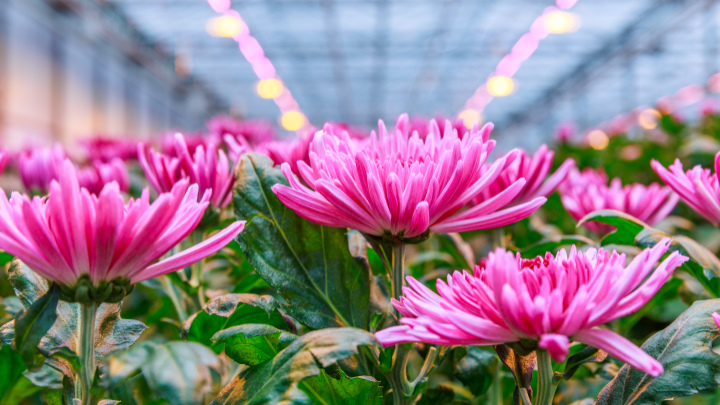 LED plant grow lights improve strength and yield of chrysanthemums