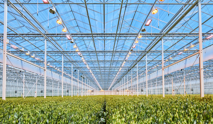 8 choices to a cost-effective LED grow light, part 1