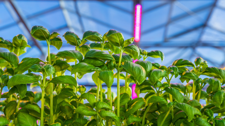 Grow herbs indoors with LED grow lights for higher productivity and better tasting crops