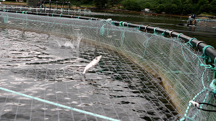 Improved sustainiability salmon