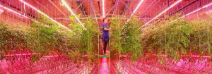 Philip led on sale grow light
