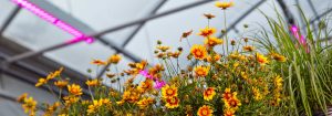 Subscribe for Horticulture LED Solutions Newsletter