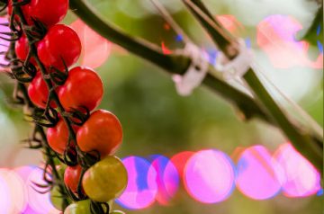 Harvest fresh crops throughout the winter months with LEDs