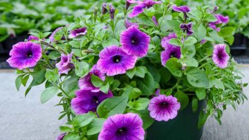 A night-and-day difference in these plants