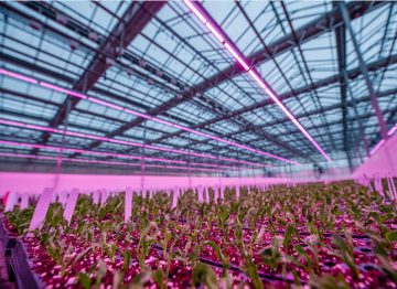 Lucas Greenhouses improves quality and speed of propagation