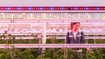 Colourful Philps lighting luminaire illuminated the greenhouse