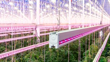 Colourful Philps lighting luminaire illuminated the greenhouse