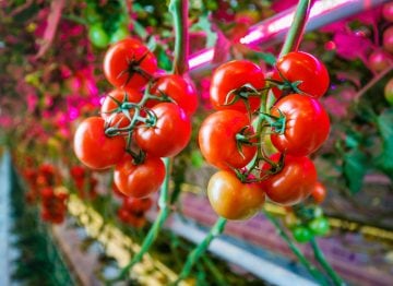 Healthier plants mean higher production and better quality