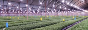 No flower induction and high energy savings